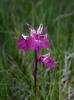  Anacamptis laxiflora x Serapias vomeracea 