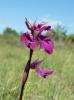 Anacamptis laxiflora x Serapias vomeracea 