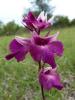  Anacamptis laxiflora x Serapias vomeracea 