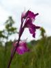  Anacamptis laxiflora x Serapias vomeracea 