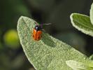  Cryptocephalus bipunctatus (Linnaeus, 1758)