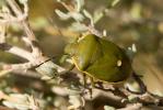  Chlorochroa juniperina (Linnaeus, 1758)
