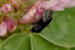  Deraeocoris ribauti Wagner, 1943