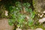  Lunularia cruciata (L.) Dumort. ex Lindb., 1868