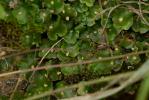  Lunularia cruciata (L.) Dumort. ex Lindb., 1868