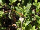 Sympétrum fascié (Le) Sympetrum striolatum (Charpentier, 1840)