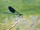 Caloptéryx occitan Calopteryx xanthostoma (Charpentier, 1825)