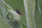  Trypetoptera punctulata (Scopoli, 1763)