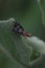  Trypetoptera punctulata (Scopoli, 1763)