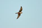 Faucon kobez Falco vespertinus Linnaeus, 1766