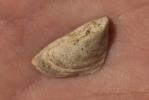 Moule zébrée Dreissena polymorpha (Pallas, 1771)