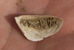 Moule zébrée Dreissena polymorpha (Pallas, 1771)
