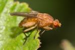  Suillia affinis (Meigen, 1830)