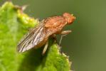  Suillia affinis (Meigen, 1830)