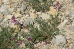 Sainfoin bas Hedysarum boveanum Bunge ex Basiner, 1846