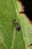  Cyrtosus cyanipennis (Erichson, 1840)
