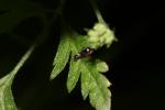  Cyrtosus cyanipennis (Erichson, 1840)