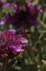  Osmia andrenoides Spinola, 1808