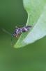  Globiceps sphaegiformis (Rossi, 1790)
