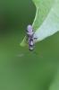  Globiceps sphaegiformis (Rossi, 1790)