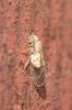  Trichopsocus dalii (McLachlan, 1867)