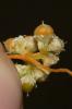 Cuscute volubile, Cuscute du Bident Cuscuta scandens Brot., 1804