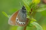 Satyrion (Le), Philéa (Le) Coenonympha gardetta (Prunner, 1798)