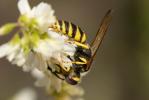  Philanthus triangulum (Fabricius, 1775)
