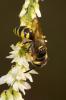  Philanthus triangulum (Fabricius, 1775)