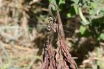 Cordulégastre annelé (Le) Cordulegaster boltonii (Donovan, 1807)