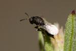 Eurytoma Illiger, 1807