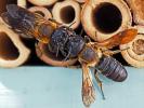  Megachile sculpturalis Smith, 1853