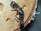  Megachile sculpturalis Smith, 1853