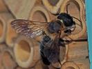  Megachile sculpturalis Smith, 1853
