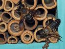  Megachile sculpturalis Smith, 1853
