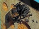  Megachile sculpturalis Smith, 1853
