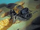  Megachile sculpturalis Smith, 1853