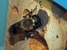  Megachile sculpturalis Smith, 1853