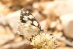 Demi-Deuil (Le), Échiquier (L'), Échiquier commun  Melanargia galathea (Linnaeus, 1758)
