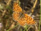 Mélitée des Centaurées (La), Grand Damier (Le) Melitaea phoebe (Denis & Schiffermüller, 1775)