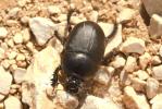 Géotrupe noir Sericotrupes niger (Marsham, 1802)