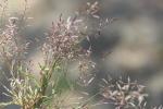 Éragrostis faux-pâturin, Petit Éragrostis Eragrostis minor Host, 1809