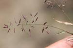 Éragrostis faux-pâturin, Petit Éragrostis Eragrostis minor Host, 1809