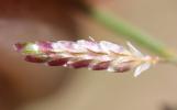 Éragrostis faux-pâturin, Petit Éragrostis Eragrostis minor Host, 1809