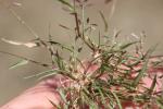 Éragrostis faux-pâturin, Petit Éragrostis Eragrostis minor Host, 1809