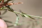 Éragrostis faux-pâturin, Petit Éragrostis Eragrostis minor Host, 1809