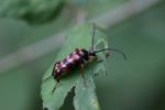 Lepture couleur d'or Leptura aurulenta Fabricius, 1792