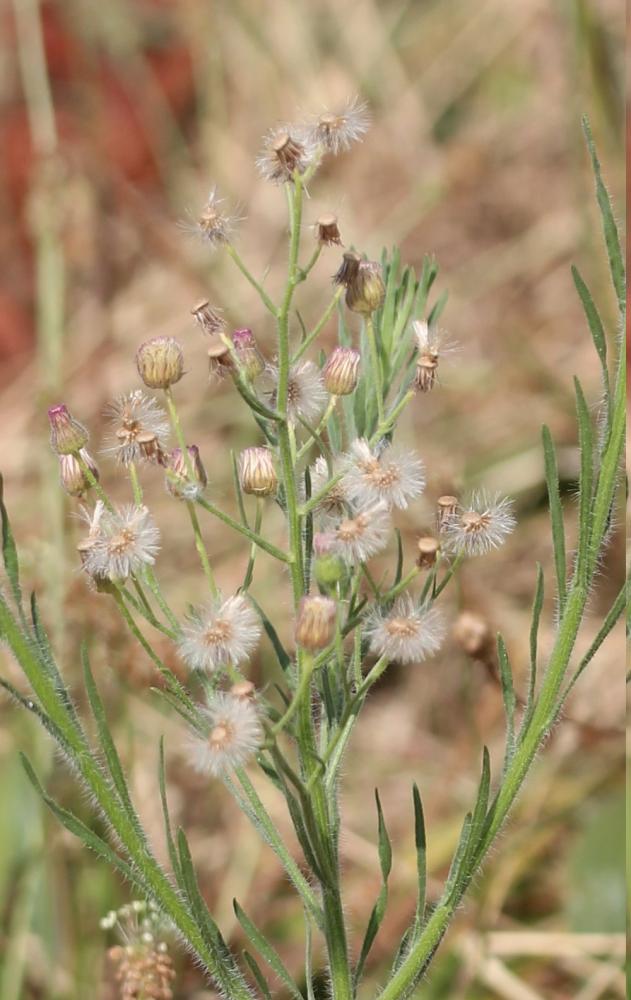 Érigéron crépu Erigeron bonariensis L., 1753