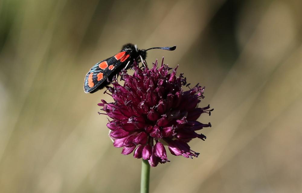 Zygène du Sainfoin (La),Zygène de la Carniole (La) Zygaena carniolica (Scopoli, 1763)