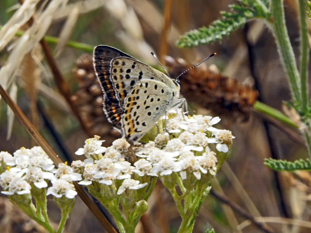 Cuivré fuligineux (Le), Argus myope (L'), Polyomma Lycaena tityrus (Poda, 1761)